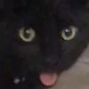maxcat27
